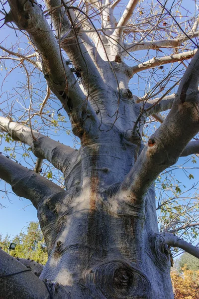 Long Lived Nally African Tree Baobab Adansonia Digitata Kibbutz Ein — 스톡 사진