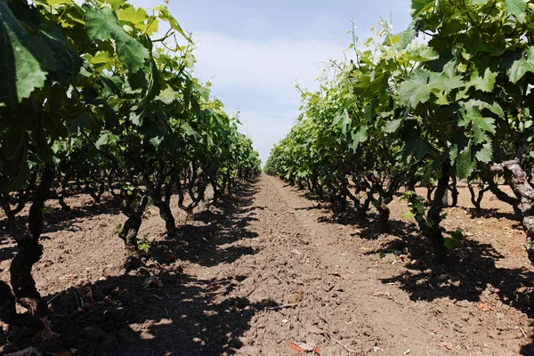 Antiguos Viñedos Tradicionales Alberello Con Hileras Uvas Vino Primitivo Plantas —  Fotos de Stock