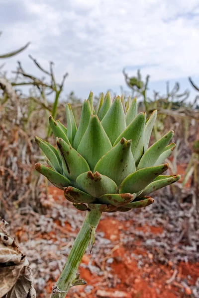 Piante Carciofo Con Boccioli Fiori Campo Agricolo Dopo Raccolta Maggio — Foto Stock