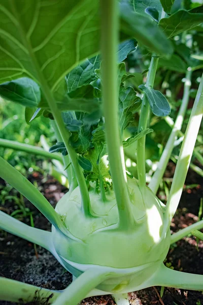 Col Kohlrabi Verde Orgánico Que Crece Jardín Granja Nueva Cosecha — Foto de Stock