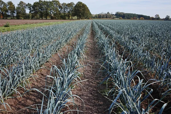 Field with growing leek onion plants, autums season on farms in Netherlands