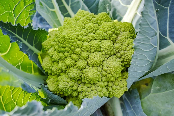 Organik Hijau Matang Romanesco Brokoli Atau Romawi Cauliflower Broccolo Romanesco — Stok Foto