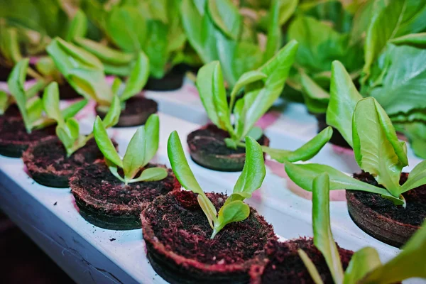 Στάδια Ανάπτυξης Πράσινου Μαρουλιού Καλλιέργεια Πράσινου Βουτυροκέφαλου Και Βιολογικού Μαρουλιού — Φωτογραφία Αρχείου