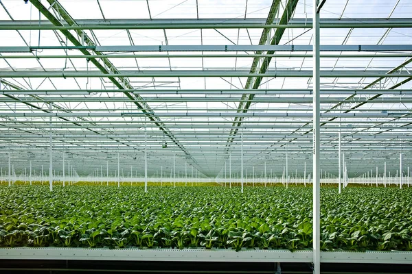 Agriculture Aux Pays Bas Immense Serre Avec Des Rangées Choux — Photo