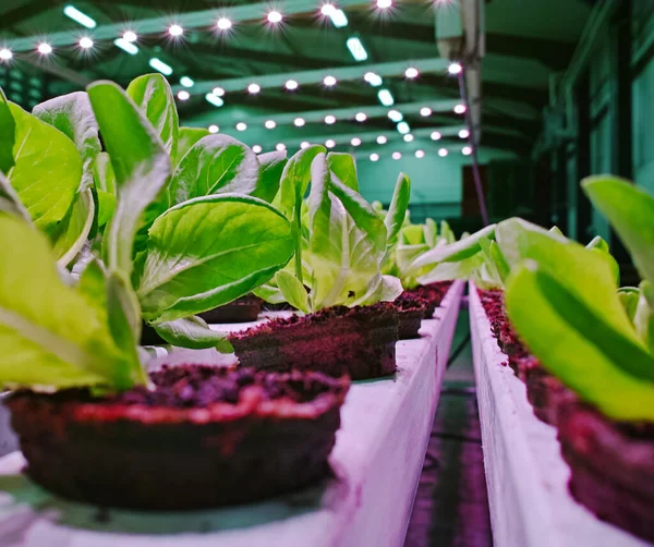 青菜生长阶段 绿蝴蝶和橡木生菜的栽培均采用水栽法 — 图库照片