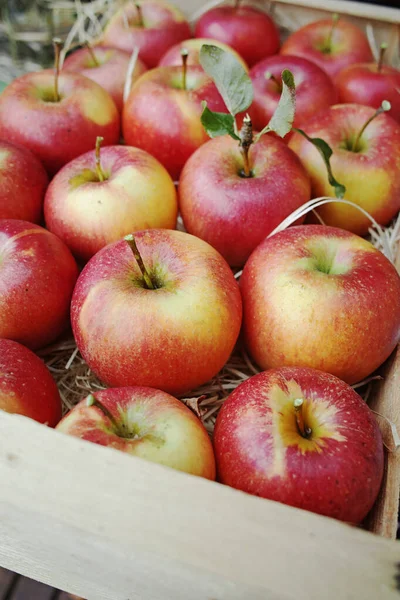 Cosechando Manzanas Jardín Temporada Cosecha Otoño Huertos Frutales Cerca Caja — Foto de Stock