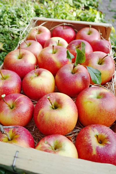 Cosechando Manzanas Jardín Temporada Cosecha Otoño Huertos Frutales Cerca Caja — Foto de Stock