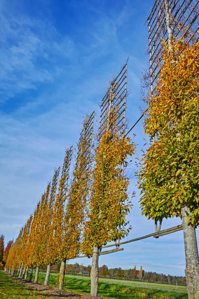 네덜란드에서 수있는 모양의 장식용 나무를 재배하는 준비가 수평으로 늘어서 나무들 — 스톡 사진