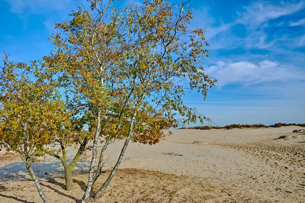 Woestijnlandschap Met Gele Zandduinen Bomen Planten Blauwe Lucht Nationaal Park — Stockfoto