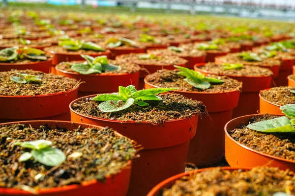 Gloxinia Floração Plantas Sala Coloridas Cultivadas Como Flores Decorativas Ornamentais — Fotografia de Stock