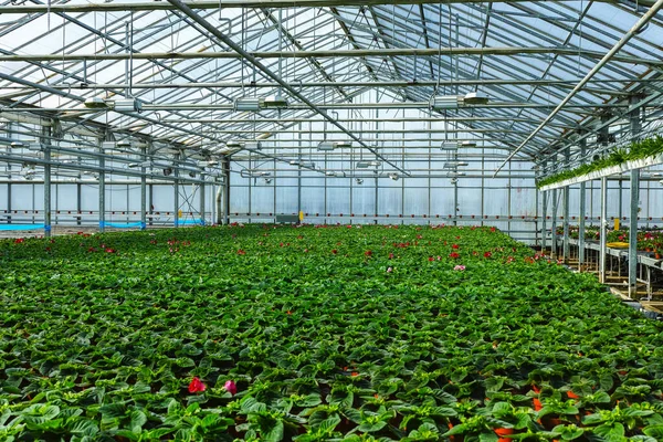 Gloxinia Blüht Farbenfrohe Zimmerpflanzen Die Als Zier Oder Zierblume Gewächshaus — Stockfoto