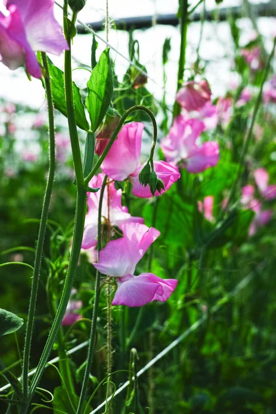 Cuthbertson Blend Spenser 완두콩 장식용이나 장식용 꽃으로 재배하여 온실에서 자라는 — 스톡 사진