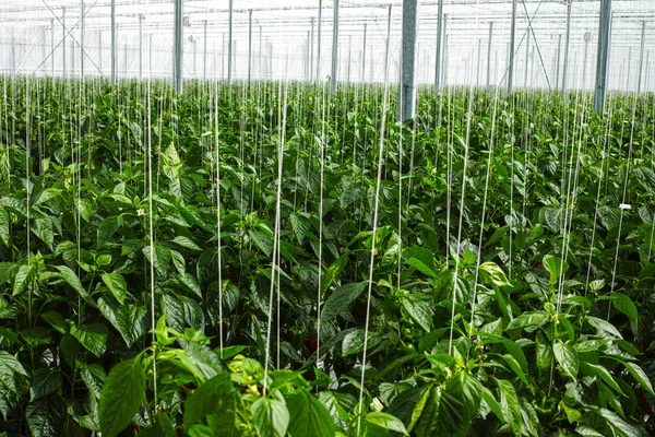 Große Reife Süße Grüne Paprika Paprika Wächst Glasgewächshaus Biolandbau Den — Stockfoto