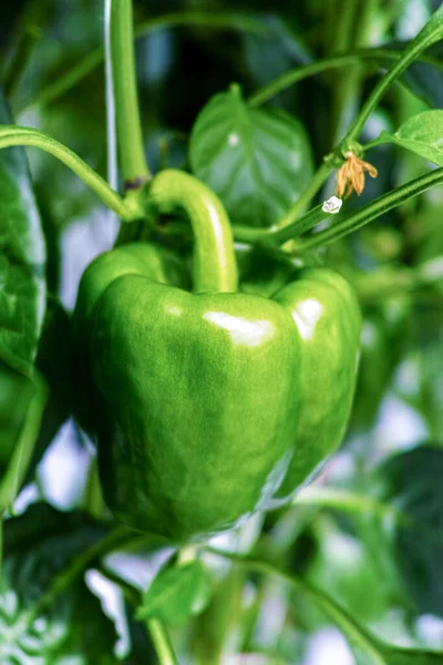 Big Ripe Sweet Green Bell Peppers Paprika Growing Glass Greenhouse — Stock Photo, Image