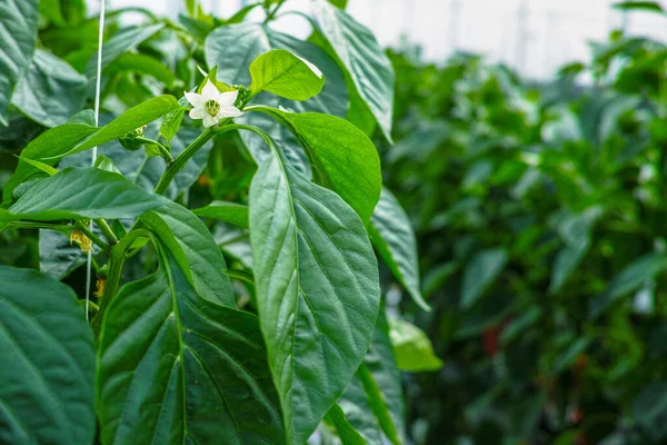 Flores Pimientos Verdes Dulces Pimentón Cultivo Invernadero Vidrio Bio Agricultura — Foto de Stock