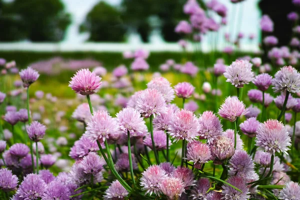 Summer Blossom Chives Allium Plant Garden — Stock Photo, Image