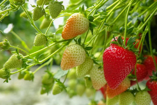 Ernte Frischer Reifer Großer Roter Erdbeeren Holländischen Gewächshaus — Stockfoto