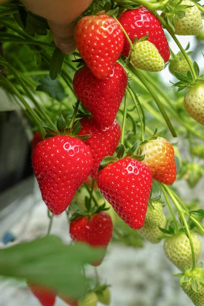 Ernte Frischer Reifer Großer Roter Erdbeeren Holländischen Gewächshaus — Stockfoto