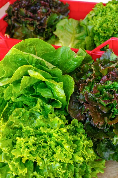 Verduras Frescas Hoja Lechuga Verde Orgánica Listas Para Comer Ensalada —  Fotos de Stock