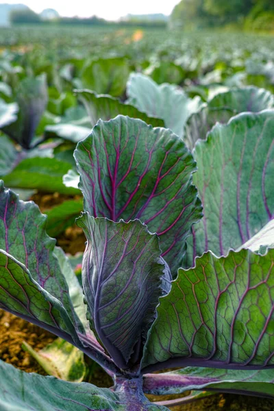 農場や近代的な製材所で栽培されている若い紫色の丸いキャベツ植物 — ストック写真