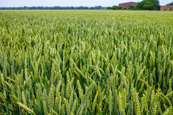 Biogazdálkodás Éretlen Zöldbúzanövények Szántóföldön — Stock Fotó