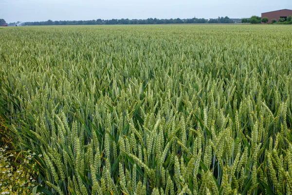 Biogazdálkodás Éretlen Zöldbúzanövények Szántóföldön — Stock Fotó