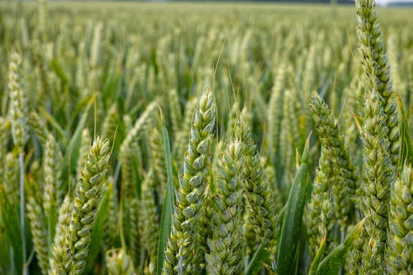 Biogazdálkodás Éretlen Zöldbúzanövények Szántóföldön — Stock Fotó