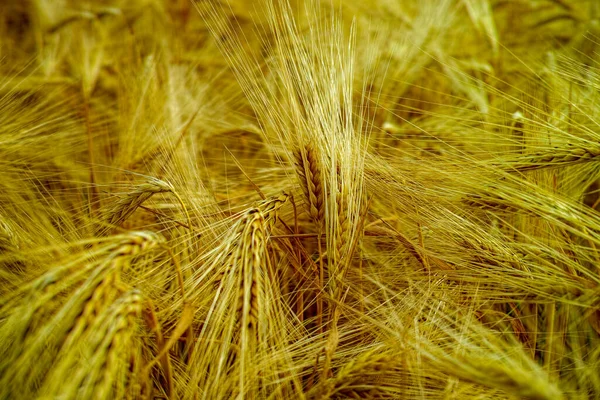畑で栽培されているバイオ農業 熟した黄色のデュラム小麦の植物 近くで収穫する準備ができて 食品の背景 — ストック写真