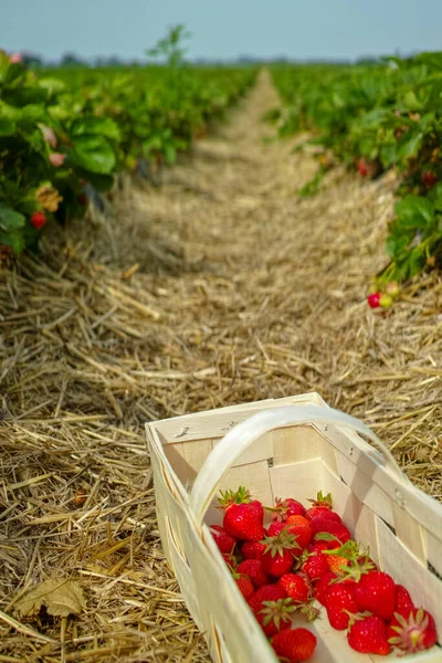 New Harvest Sweet Fresh Outdoor Red Strawberry Growing Soil Ripe — Stock Photo, Image