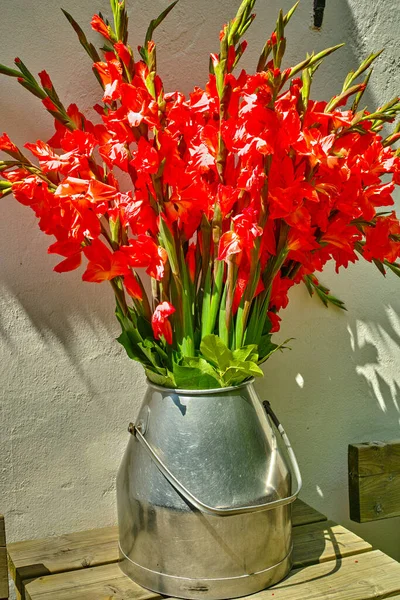 Великий Букет Червоних Квітів Гладіолуса Старому Молоці Може Столі Відкритому — стокове фото