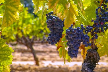 Fransız kırmızı ve gül şarabı üzümleri, mercan mineral toprağında yetişiyor, Fransa 'da yeni şarap üzümü hasadı, Vaucluse Luberon AOP alan adı veya şato üzümleri kapanıyor