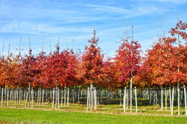 Bahçe ve Park Ağaç Yetiştirme Merkezi, orta büyüklükteki ağaçlar, Hollanda 'daki beyaz Amerikan meşe tarlaları üzerine uzmanlaşmış.