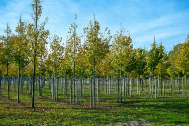 Privat bahçesi, Hollanda 'daki parklar ağaç bakımı, orta büyüklükteki ağaçlar, sıra sıra gri alder ağaçlarının fidanlığı.