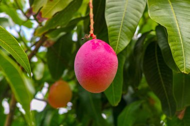 İspanya 'nın Gran Canaria adasında meyve bahçesinde yetişen büyük olgun mango meyveleriyle tropik mango ağacı..