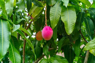 İspanya 'nın Gran Canaria adasında meyve bahçesinde yetişen büyük olgun mango meyveleriyle tropik mango ağacı..
