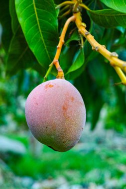 İspanya 'nın Gran Canaria adasında meyve bahçesinde yetişen büyük olgun mango meyveleriyle tropik mango ağacı..