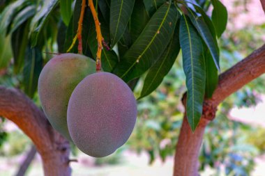 İspanya 'nın Gran Canaria adasında meyve bahçesinde yetişen büyük olgun mango meyveleriyle tropik mango ağacı..