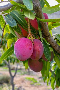 İspanya 'nın Gran Canaria adasında meyve bahçesinde yetişen büyük olgun mango meyveleriyle tropik mango ağacı..