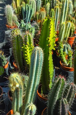 Bahçeler ve parklar için çeşitli kaktüslerin çeşitli sulu bitkileri bahçe dükkanlarında satışta.