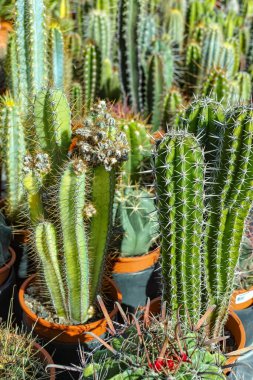 Bahçeler ve parklar için çeşitli kaktüslerin çeşitli sulu bitkileri bahçe dükkanlarında satışta.