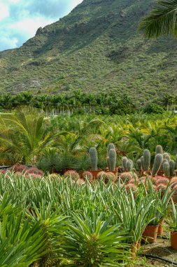 Hindistan cevizi palmiye ağaçları ve bahçe dükkanında satılan farklı sulu bitkiler, ev bitkileri ekimi ve bahçeler ve parklar için decovative bitkiler.