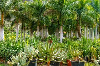 Hindistan cevizi palmiye ağaçları ve bahçe dükkanında satılan farklı sulu bitkiler, ev bitkileri ekimi ve bahçeler ve parklar için decovative bitkiler.