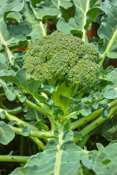 Kepala Matang Hijau Brokoli Kubis Organik Siap Untuk Panen Tutup — Stok Foto