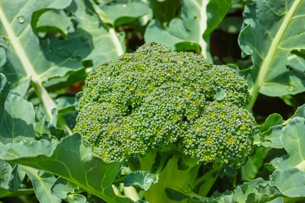 Cabeza Fresca Madura Col Brócoli Ecológico Verde Lista Para Cosecha — Foto de Stock