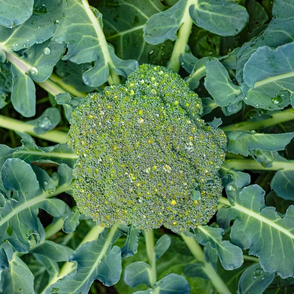 Cabeza Fresca Madura Col Brócoli Ecológico Verde Lista Para Cosecha — Foto de Stock