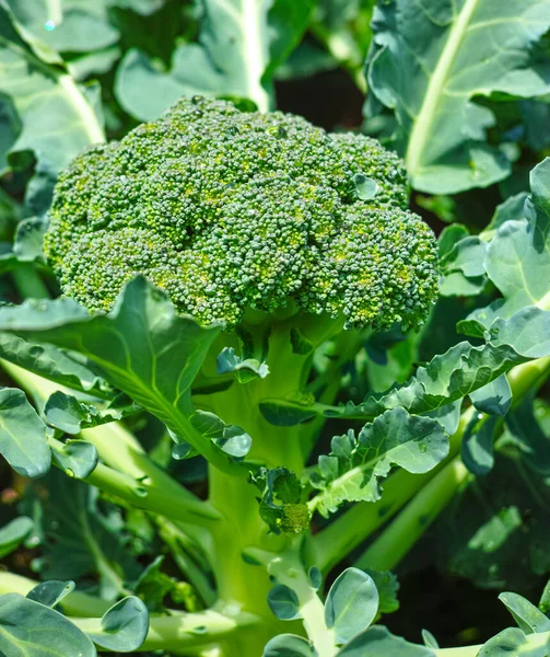 Cabeza Fresca Madura Col Brócoli Ecológico Verde Lista Para Cosecha — Foto de Stock