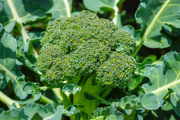 Cabeça Fresca Madura Repolho Brócolis Orgânico Verde Pronto Para Colheita — Fotografia de Stock