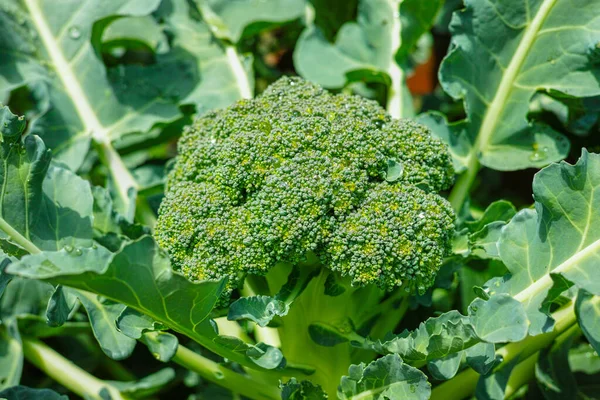 Cabeça Fresca Madura Repolho Brócolis Orgânico Verde Pronto Para Colheita — Fotografia de Stock