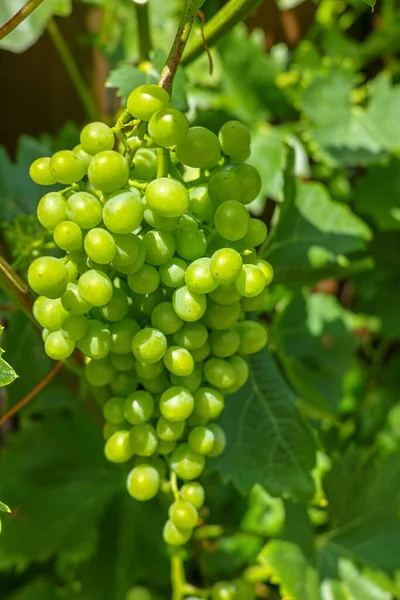 Riesling Białe Winogrona Roślin Winorośli Winnicy Rosnących Niedojrzałych Winogron Zbliżyć — Zdjęcie stockowe