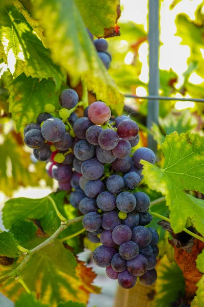 Vino Tinto Rosa Francés Planta Uvas Primera Nueva Cosecha Uva — Foto de Stock